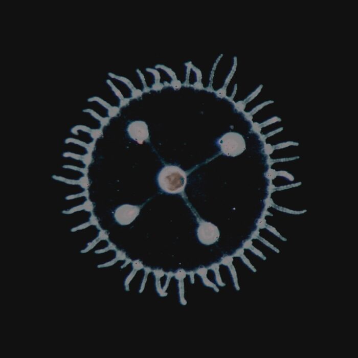 Crítica | Luedji Luna: “Um Mar Pra Cada Um” - Música Instantânea